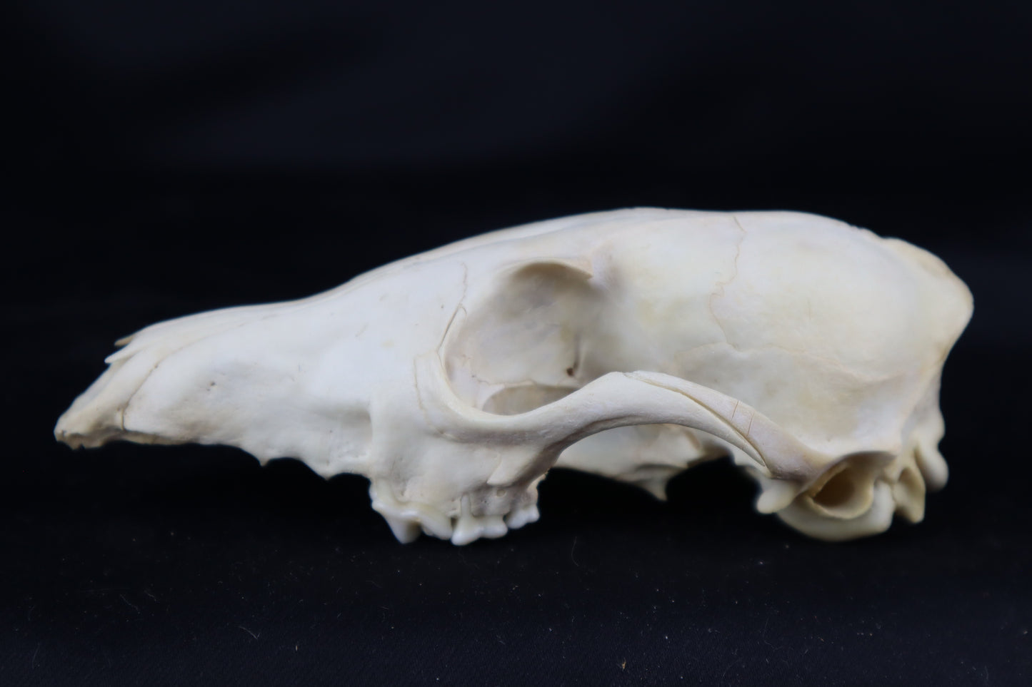 Craft Red Fox Skull