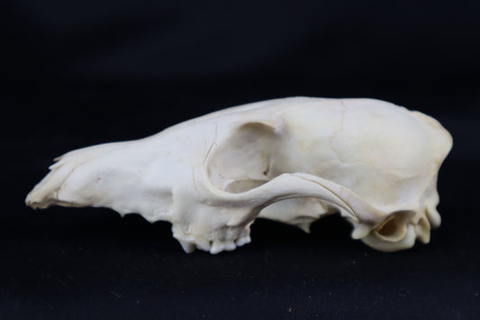 Craft Red Fox Skull