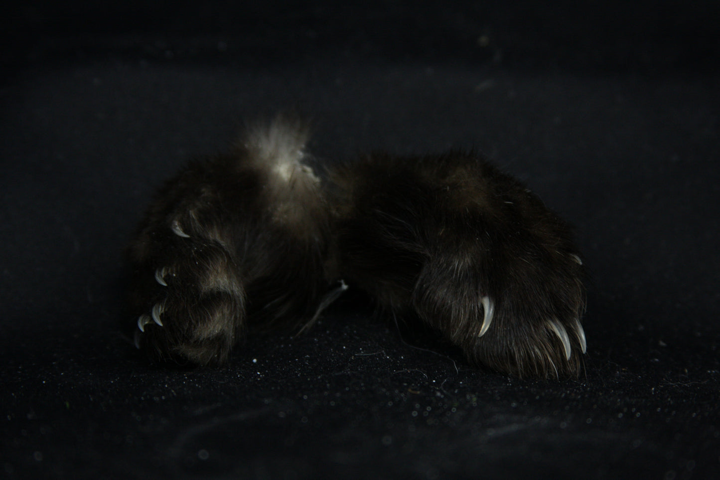 Marten Paws