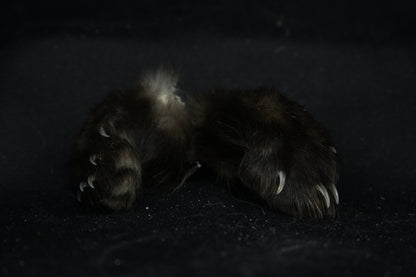 Marten Paws