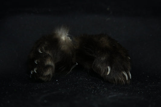 Marten Paws