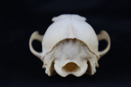 Craft Red Fox Skull