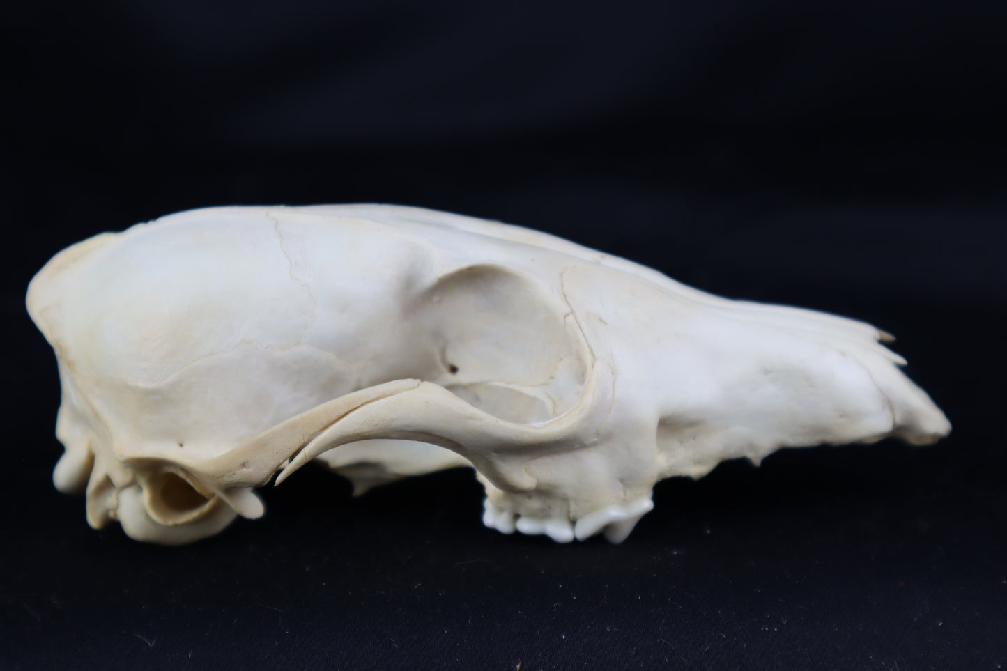 Craft Red Fox Skull