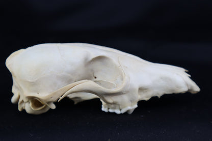 Craft Red Fox Skull