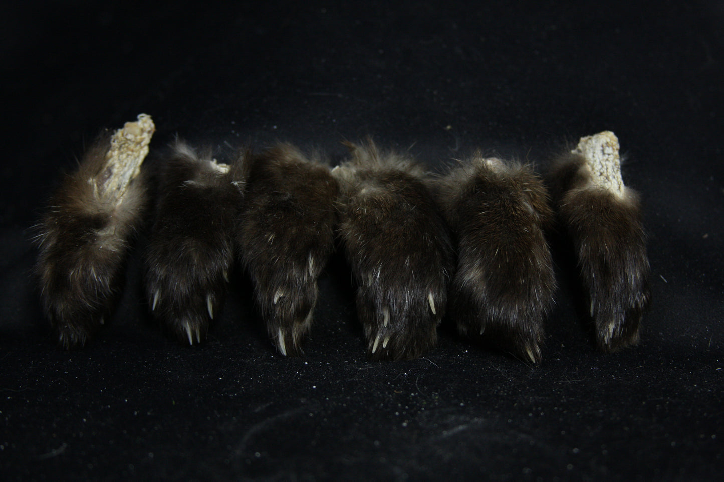 Marten Paws