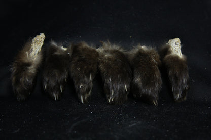 Marten Paws