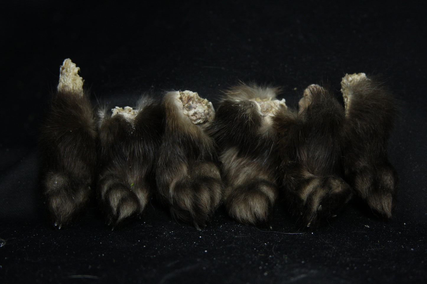 Marten Paws