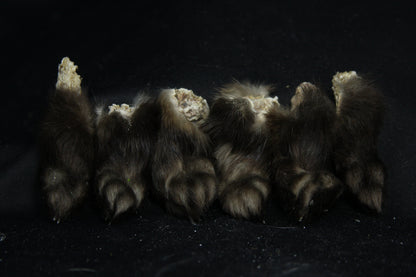 Marten Paws