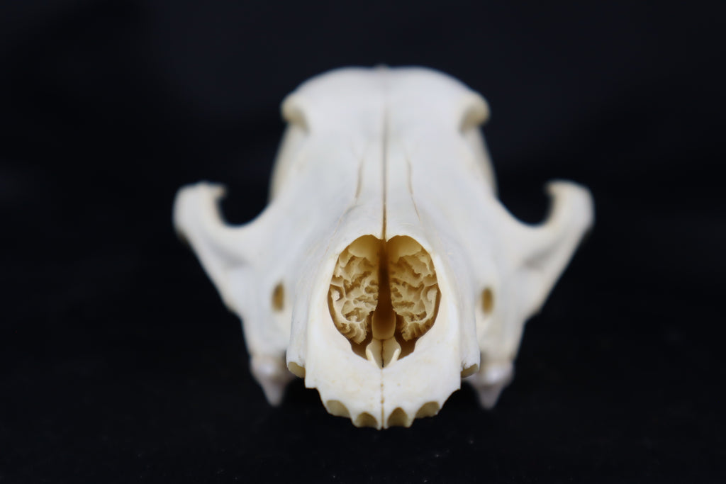 Craft Coyote Skull
