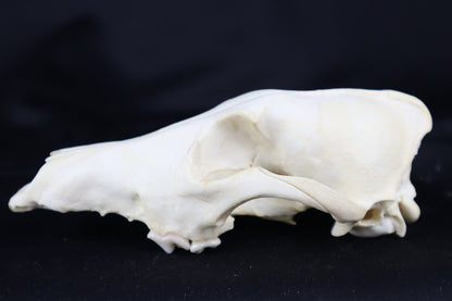 Craft Coyote Skull