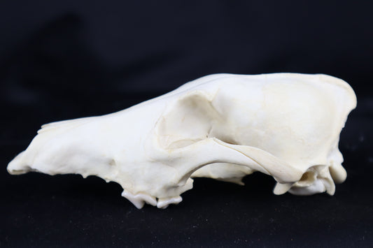 Craft Coyote Skull