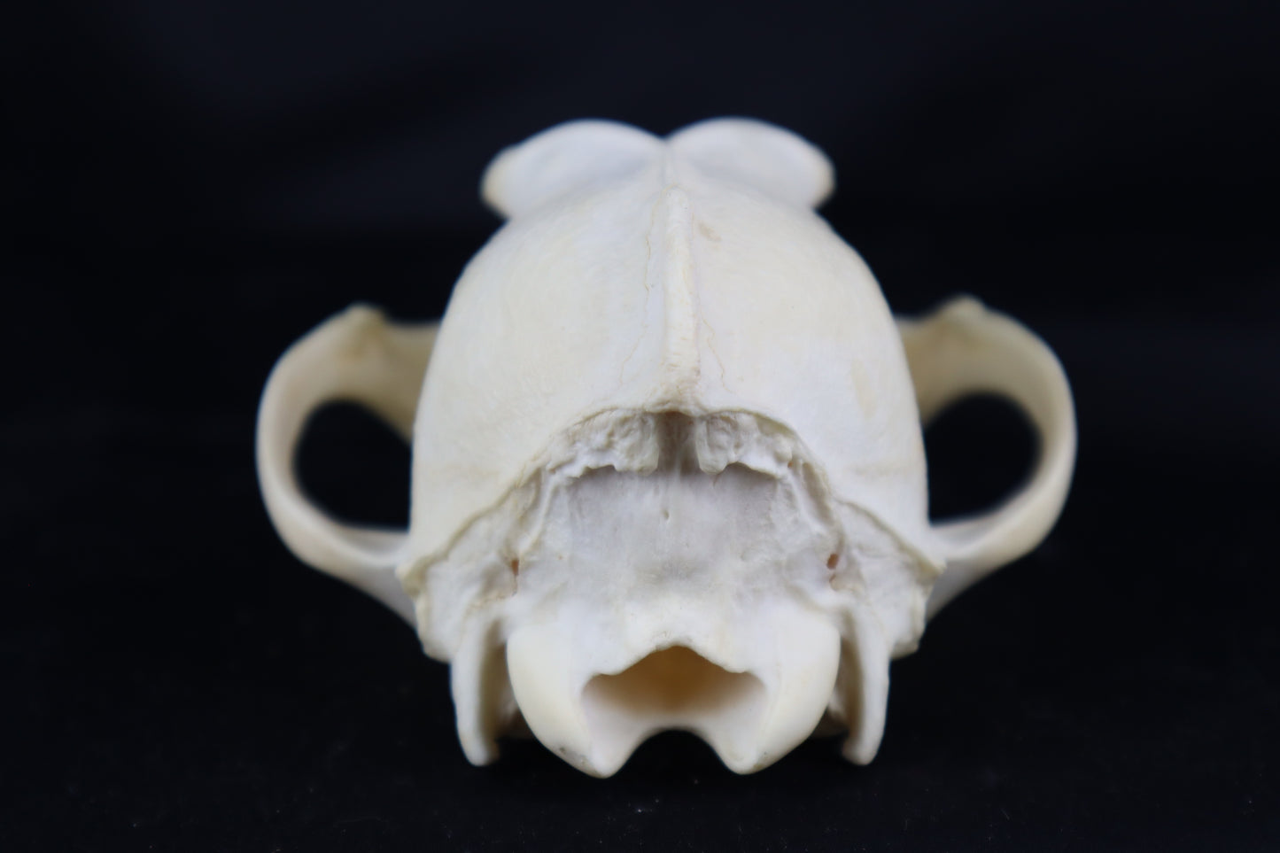 Craft Coyote Skull