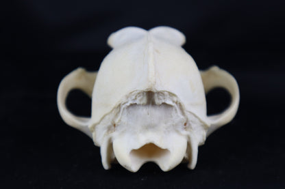 Craft Coyote Skull
