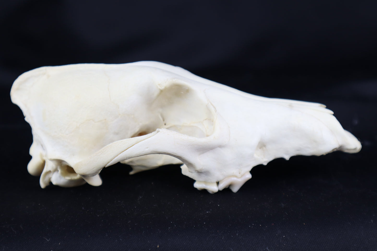 Craft Coyote Skull