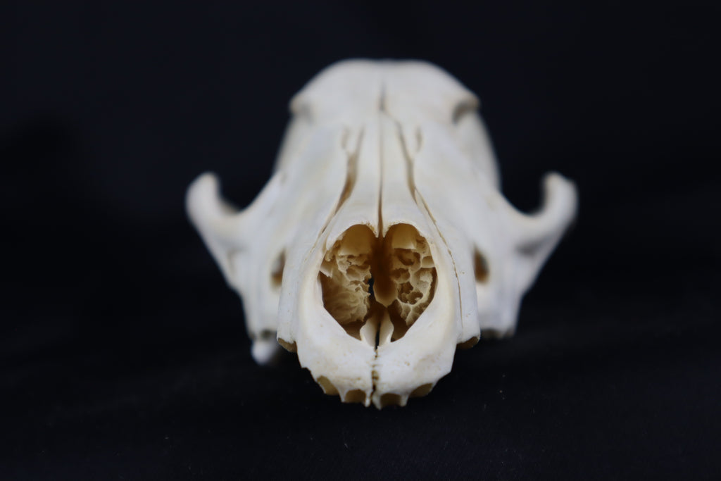Craft Coyote Skull