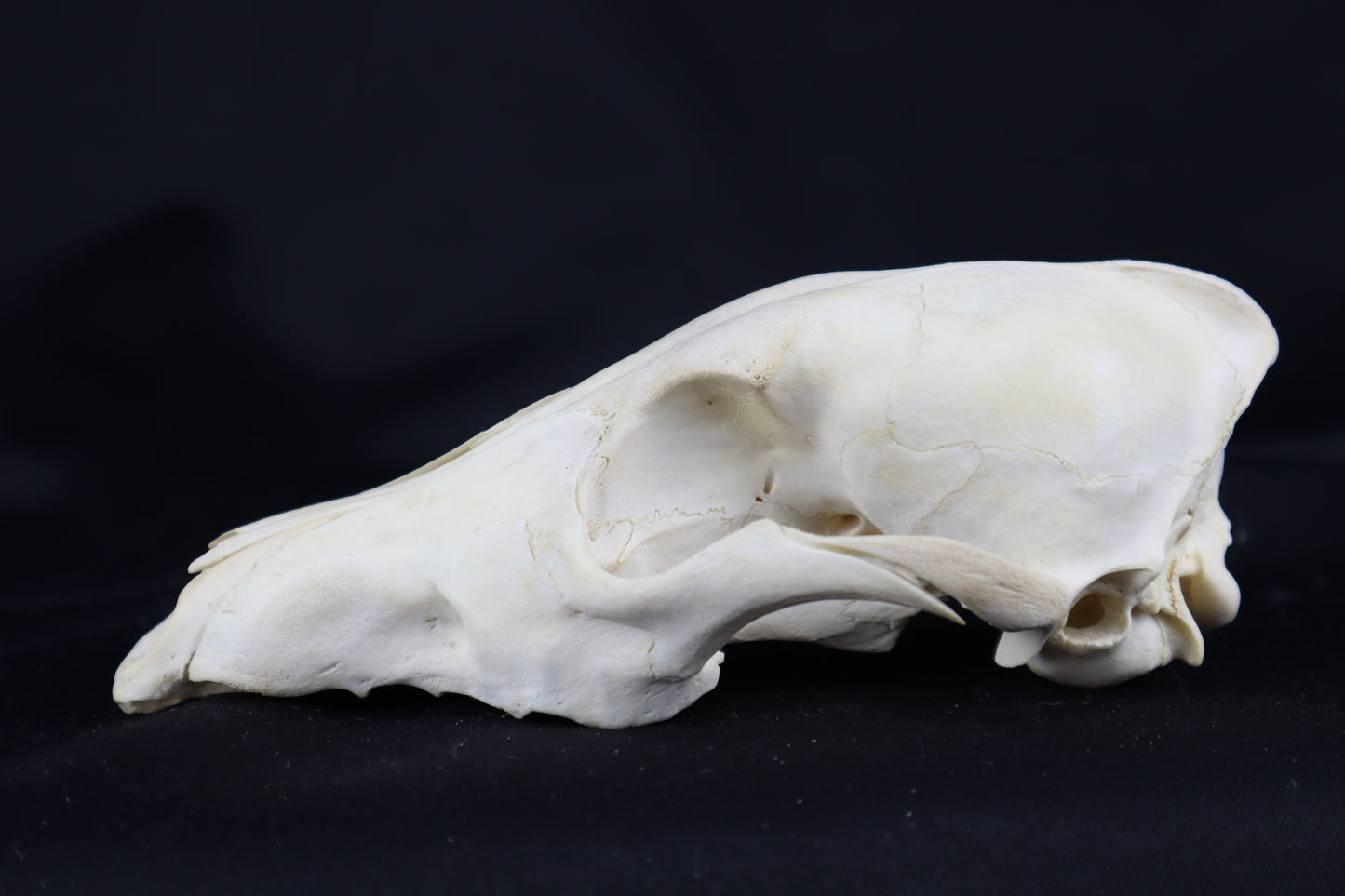 Craft Coyote Skull