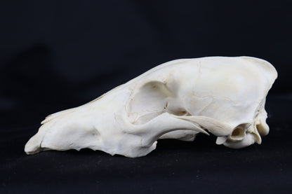 Craft Coyote Skull