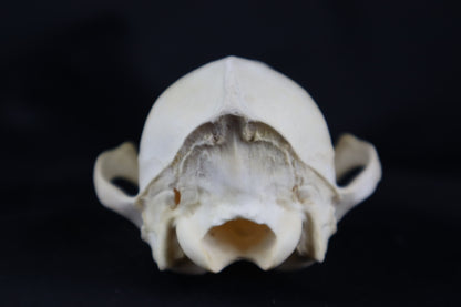 Craft Coyote Skull