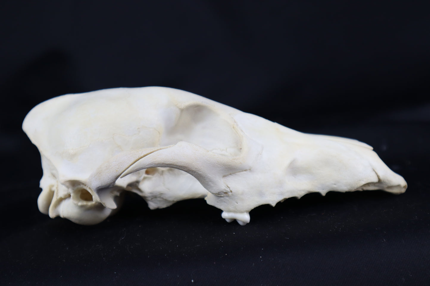 Craft Coyote Skull