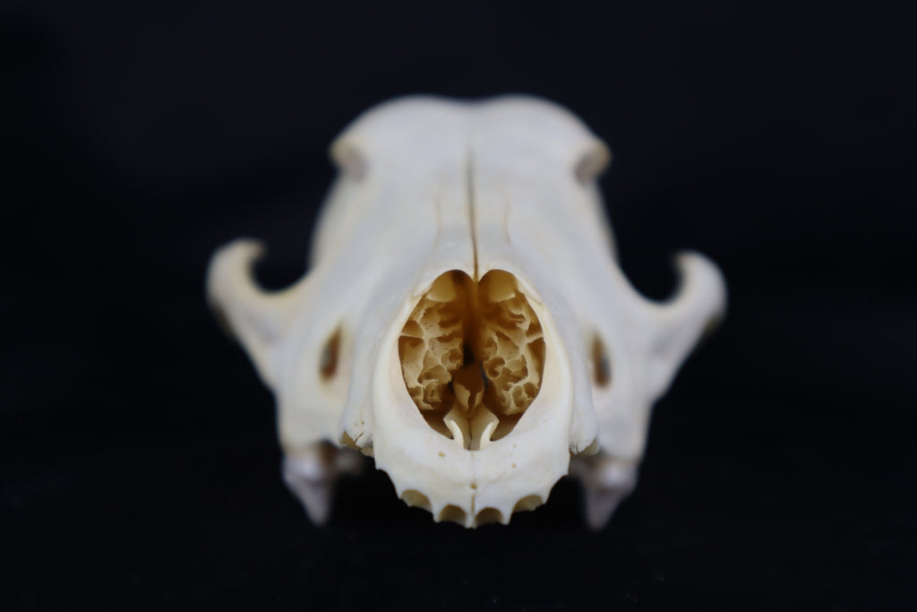 Craft Coyote Skull