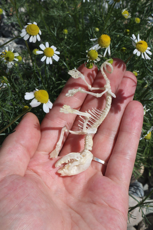 Opossum Joey Articulation