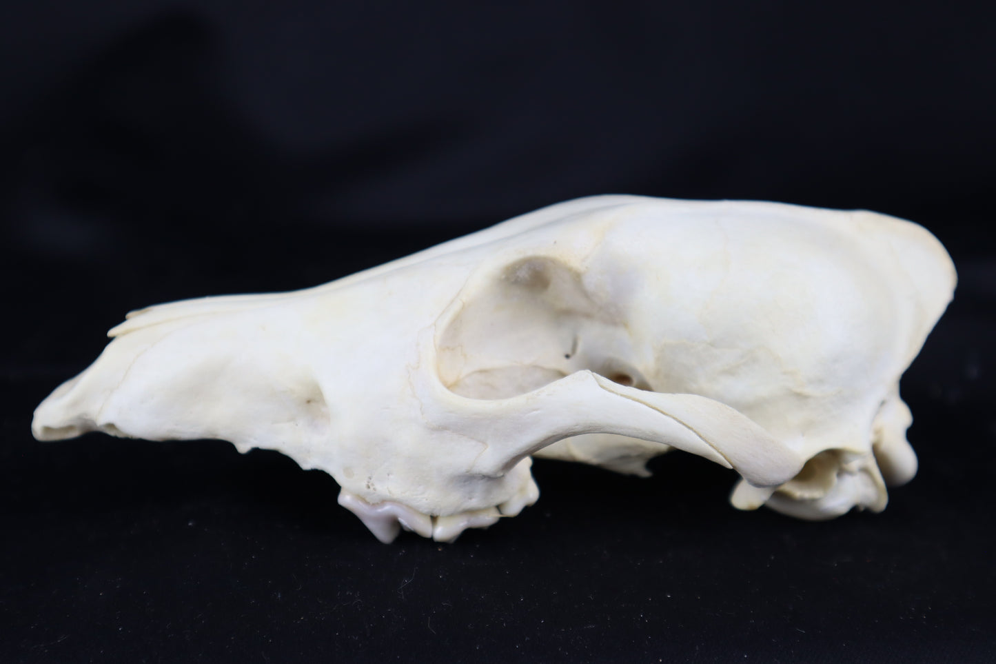 Craft Coyote Skull