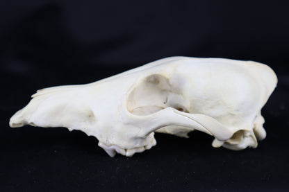Craft Coyote Skull