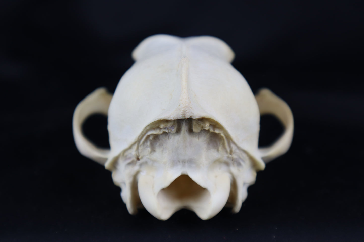 Craft Coyote Skull