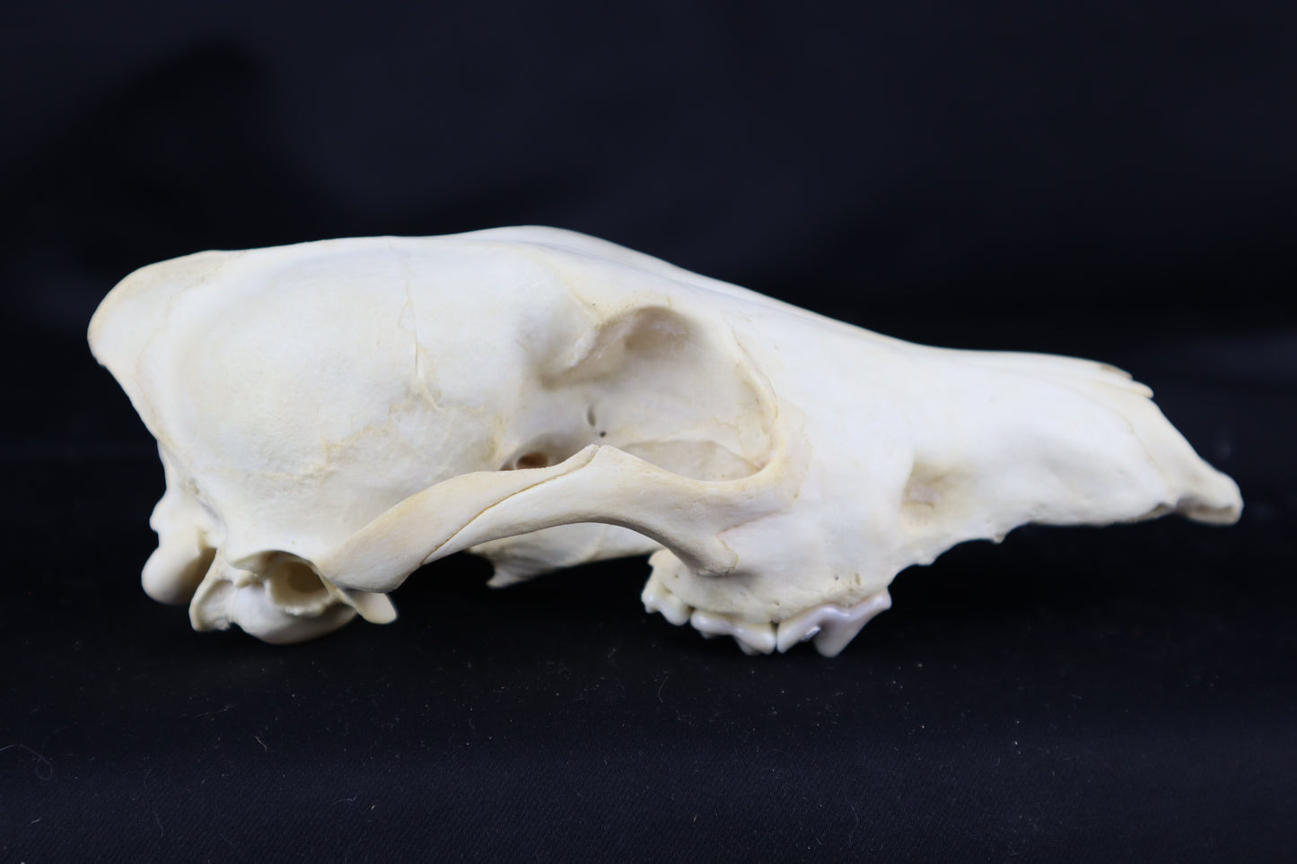 Craft Coyote Skull