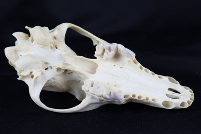 Craft Coyote Skull
