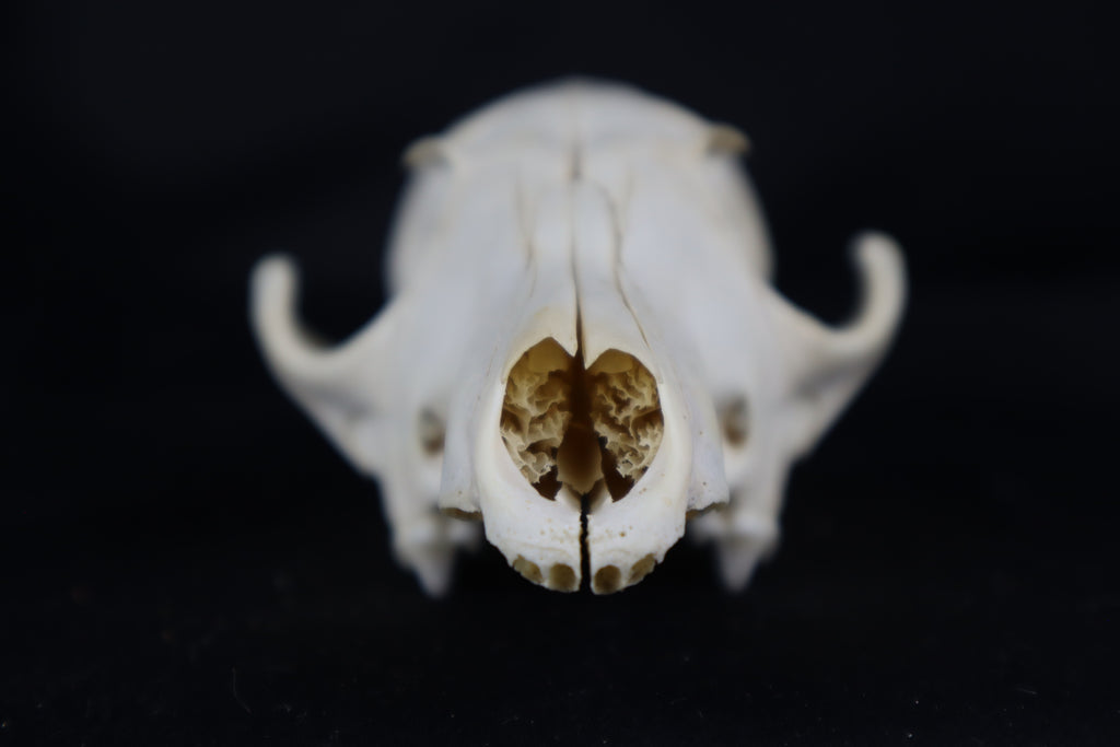 Craft Red Fox Skull