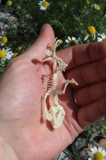 Opossum Joey Articulation