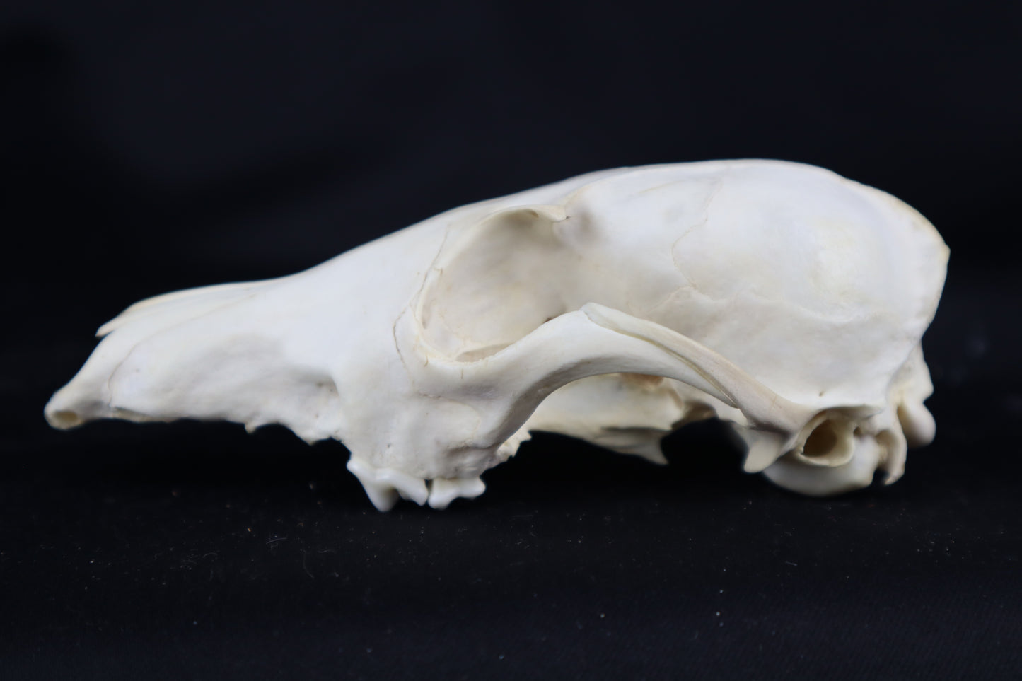 Craft Red Fox Skull