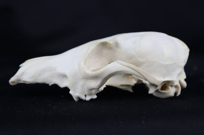 Craft Red Fox Skull