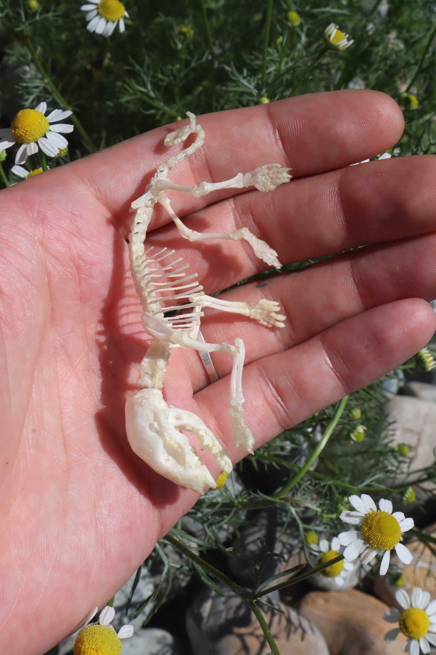 Opossum Joey Articulation