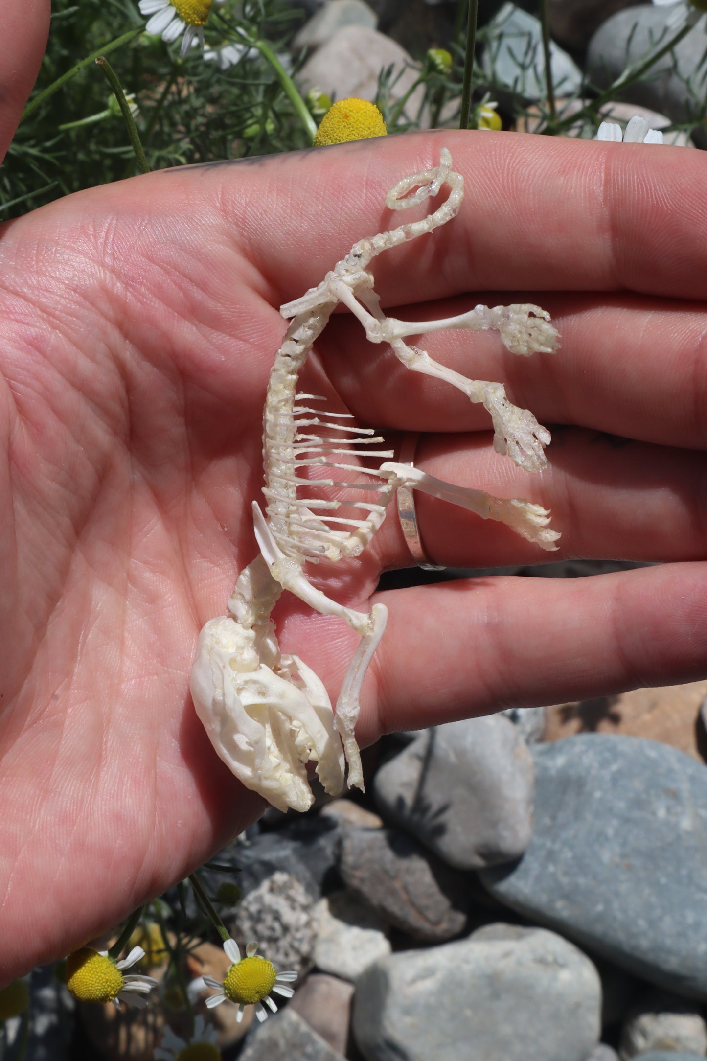 Opossum Joey Articulation