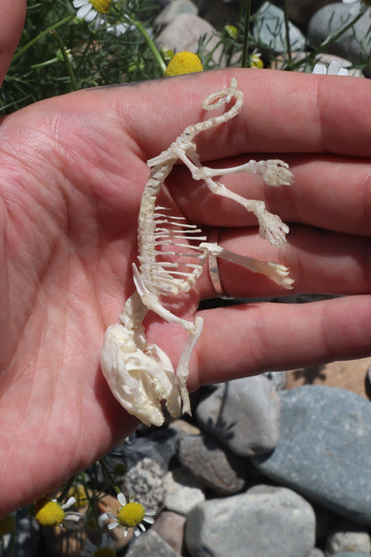 Opossum Joey Articulation