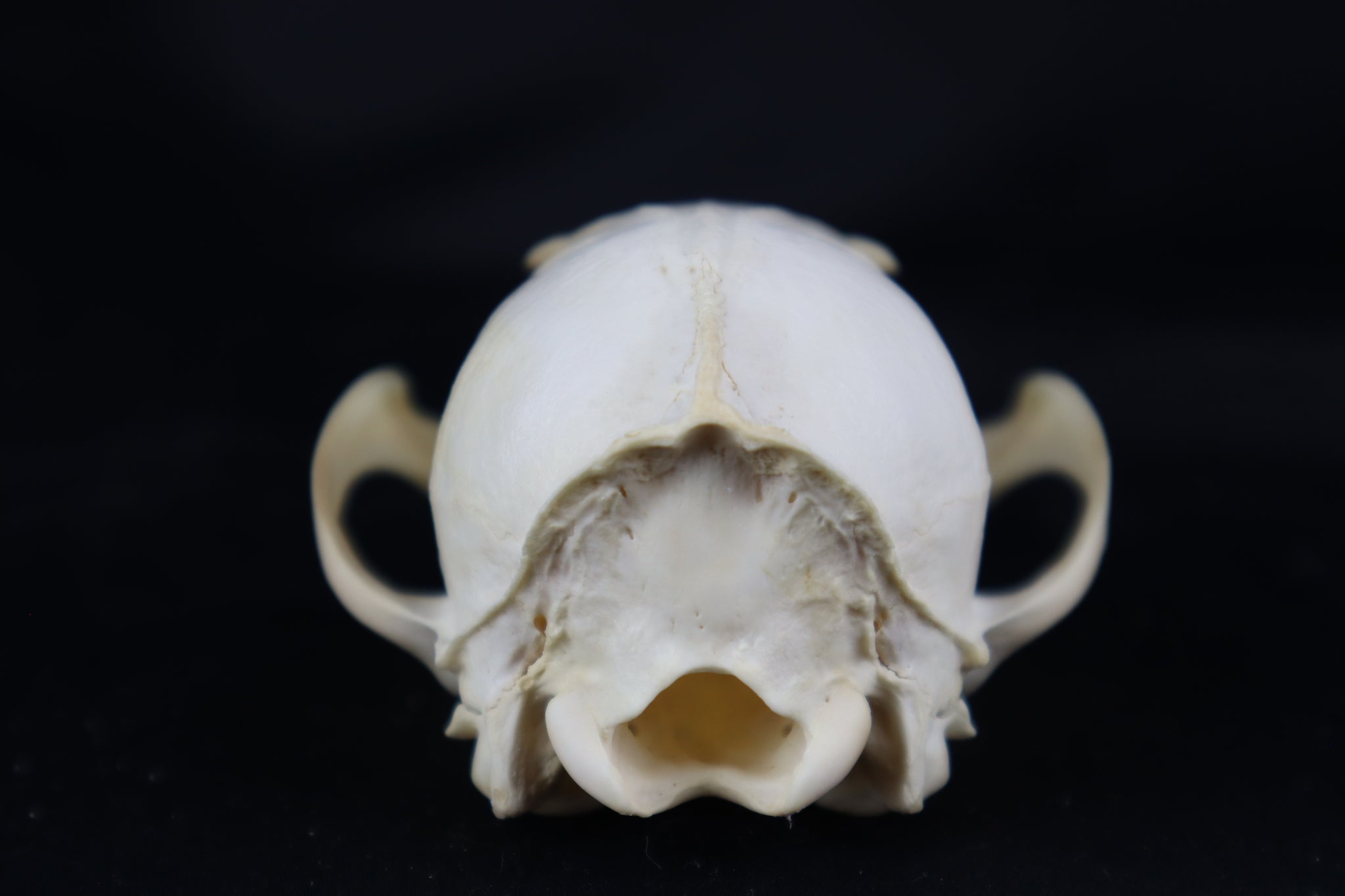 Craft Red Fox Skull