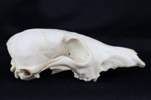 Craft Red Fox Skull