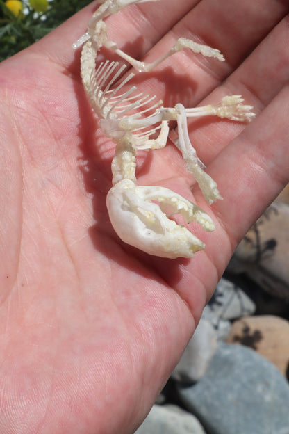 Opossum Joey Articulation