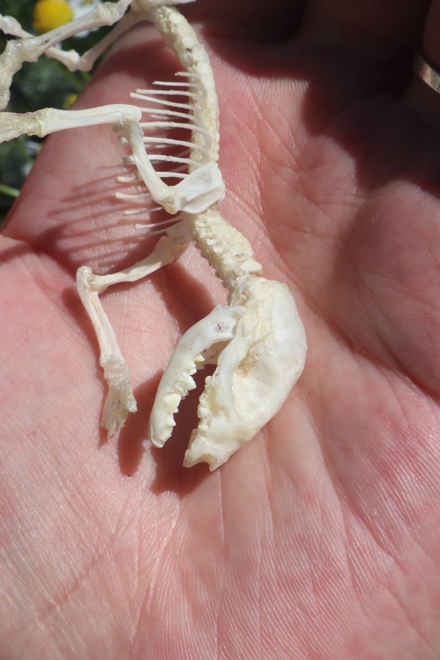 Opossum Joey Articulation