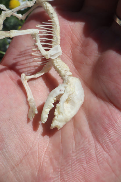 Opossum Joey Articulation