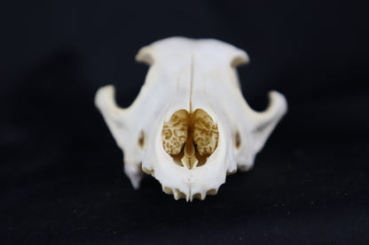 Craft Coyote Skull