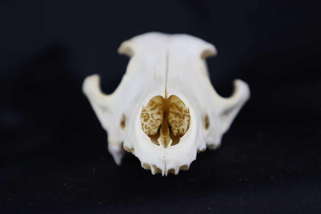 Craft Coyote Skull