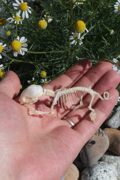Opossum Joey Articulation