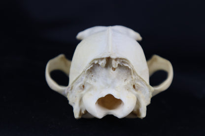 Craft Coyote Skull