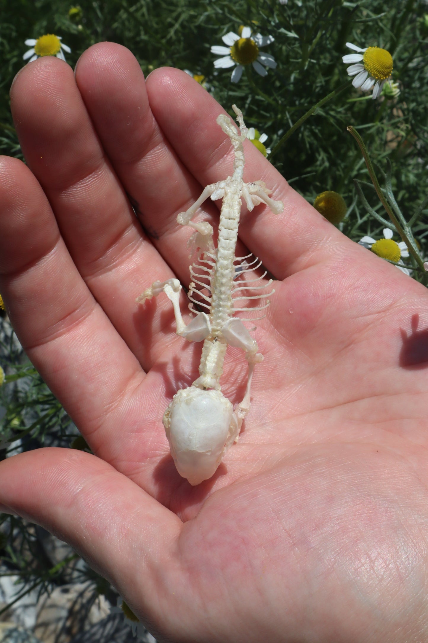 Opossum Joey Articulation