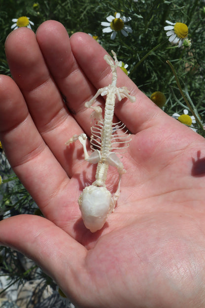Opossum Joey Articulation