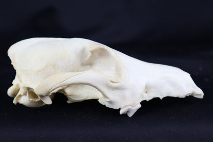 Craft Coyote Skull