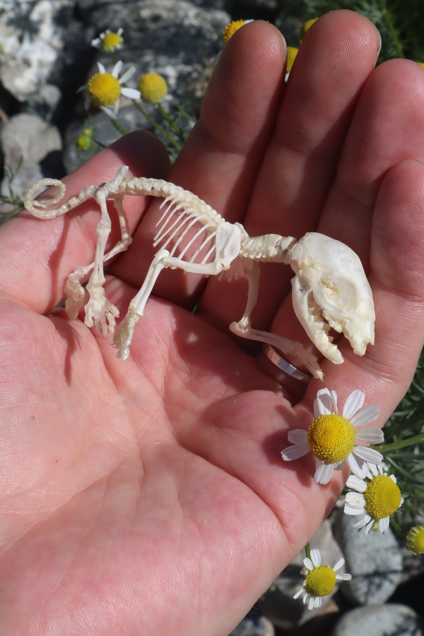 Opossum Joey Articulation